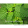 Agastache rugosa extract